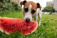 Can Dogs Eat Watermelon With Seeds
