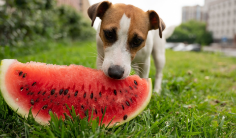 Can Dogs Eat Watermelon With Seeds