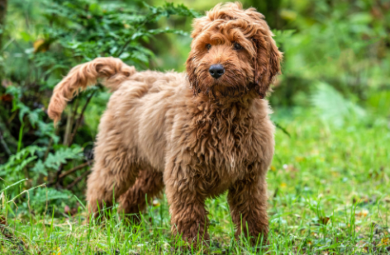 Cockapoo Doodle Dogs for Seniors
