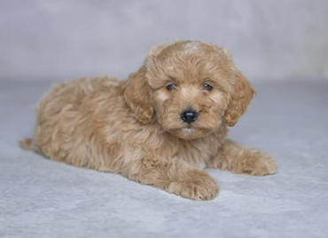 F1 Mini Goldendoodle Puppies Available Now name dog Kasem