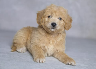 F1 Mini Goldendoodle Puppies Available Now name dog Luisa