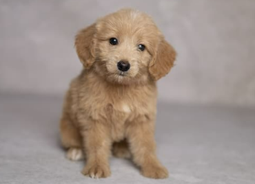 F1 Mini Goldendoodle Puppies Available Now name dog Lupe