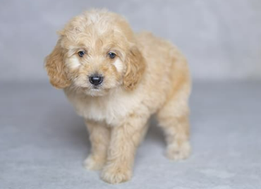 F1 Mini Goldendoodle Puppies Available Now