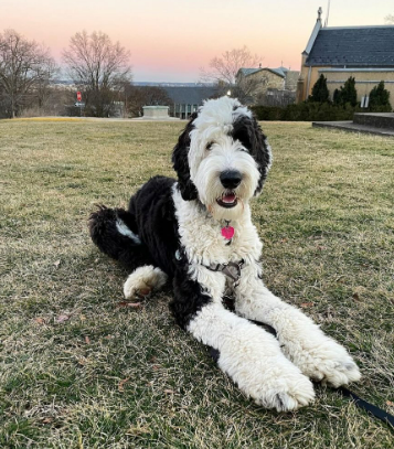 German Shepherd Poodle Mix Guide