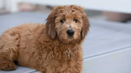 Golden Mountain Doodle Guide