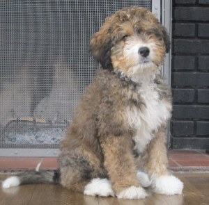 Golden Mountain Doodle Lifespan