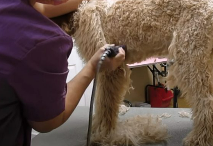 Goldendoodle Belly Grooming