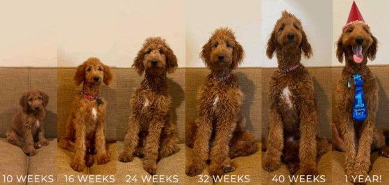 Goldendoodle Puppy Growth Week by Week Pictures