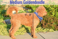 How Big is a Medium Goldendoodle