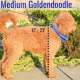 How Big is a Medium Goldendoodle