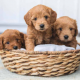 How Much Do Goldendoodles Cost in CaliforniaHow Much Do Goldendoodles Cost in California