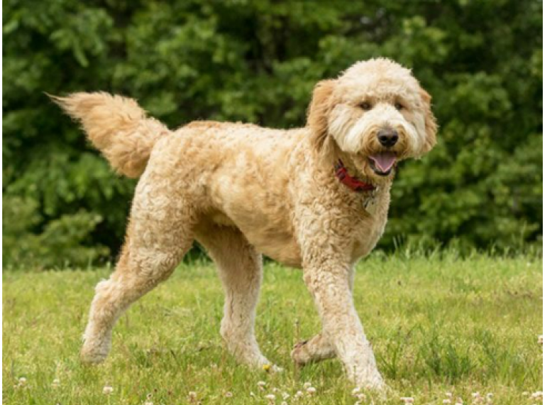 How Much Does a Goldendoodle Cost Per Year? Mini Goldendoodle