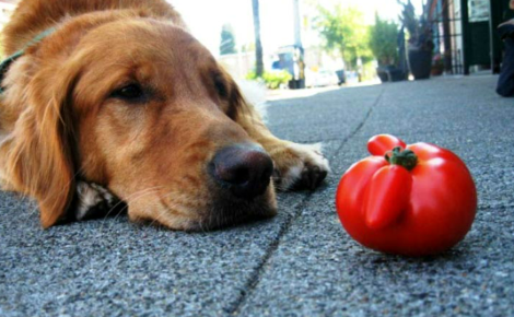 How Much Tomato Will Kill a Dog