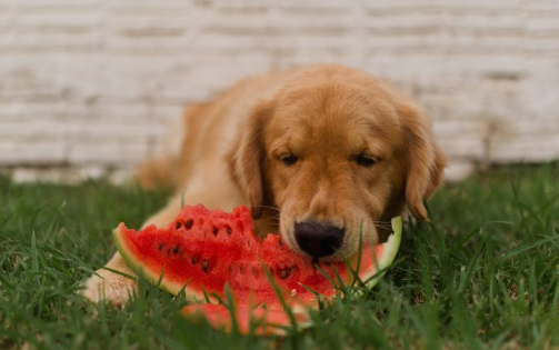 How Much Watermelon Rind is Bad for Dogs