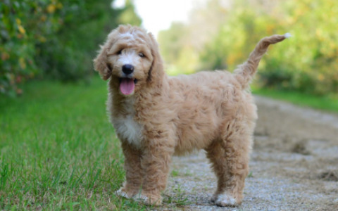 How Much is a F1BB Goldendoodle