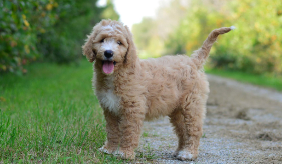 How Much is a F1BB Goldendoodle