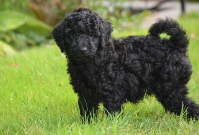 How Rare is a Black Goldendoodle