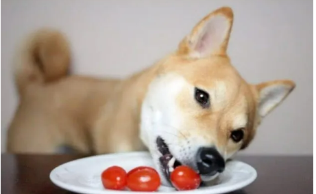 How to Treat Tomato Poisoning in Dogs