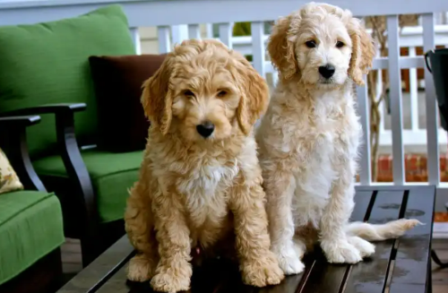Is It Better to Get a Boy or Girl Goldendoodle