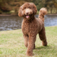 Labradoodle Rescue Top 10 Places Near You to Look
