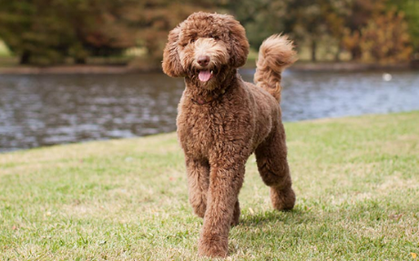 Labradoodle Rescue Top 10 Places Near You to Look