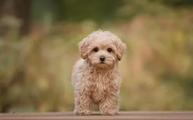 Maltipoo Doodle Dogs for Seniors