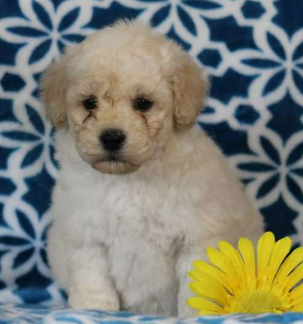 Poodle and Terrier Mix for Sale Adam