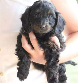 Poodle and Terrier Mix for Sale Nova