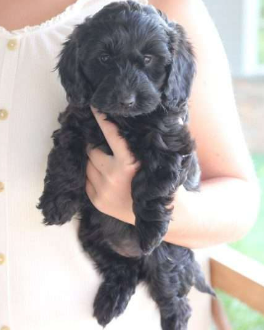 Poodle and Terrier Mix for Sale ROZI
