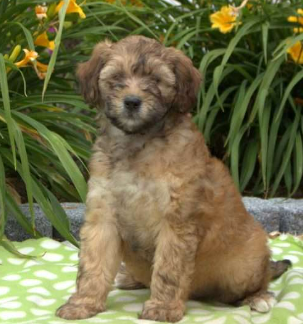 Poodle and Terrier Mix for Sale Willy