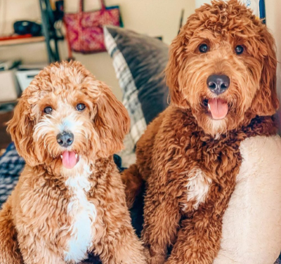 Pros and Cons of Male vs Female Goldendoodle