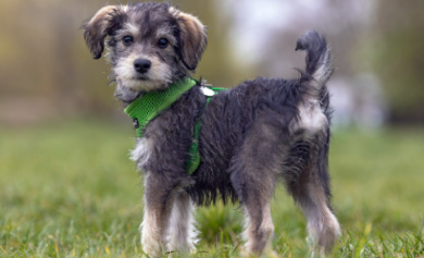 Schnoodle Doodle Dogs for Seniors