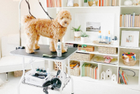 Setting Up Goldendoodle Grooming Equipment