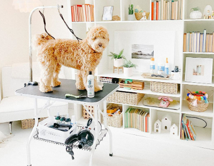 Setting Up Goldendoodle Grooming Equipment