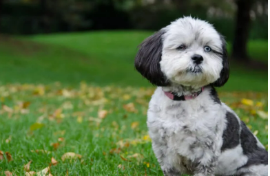 Shih-poo Doodle Dogs for Seniors