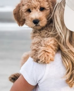 Small English Goldendoodle