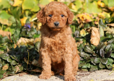 Smeraglia Puppy Mill