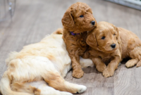 Top 5 Breeders of Goldendoodle Puppies in Connecticut