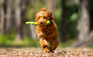 Toy Goldendoodle Doodle Dogs for Seniors