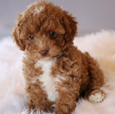 What Do I Breed My F1BB Goldendoodle Wit