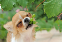 What Happens of My Dog Eats a Grape