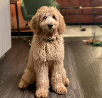 What Should I Expect from My 6 Month Old Goldendoodle