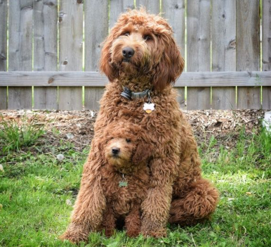 What Two Breeds Make a Double Doodle