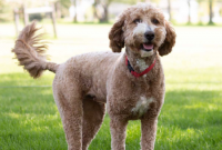 What is the Best Way to Groom a Goldendoodle