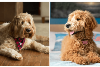 What is the Difference Between F1 and F1B Mini Goldendoodles