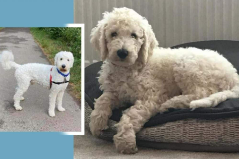 What is the Difference Between a Goldendoodle and a Double Doodle