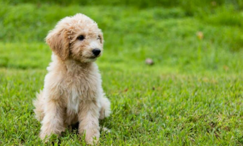 When Do the Goldendoodle Shed