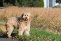 Which is Better F1B or F1BB Goldendoodle