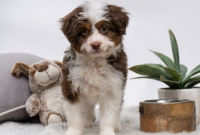Why Is the Mini Aussiedoodle Perfect to Have