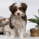 Why Is the Mini Aussiedoodle Perfect to Have
